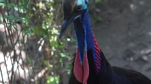 Cassowaries or order Casuariiformes Video stock 292867820