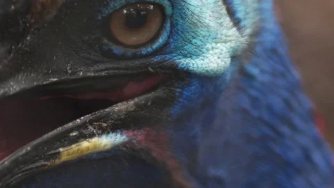 Cassowary bird Stock Footage 79503715