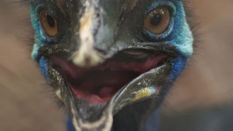 Cassowary bird Stock Footage 79503829