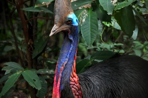 Cassowary Bird Stock Photos