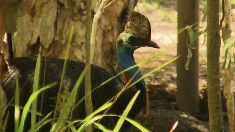 Cassowary bird standing in the shade 스톡 동영상 112341833