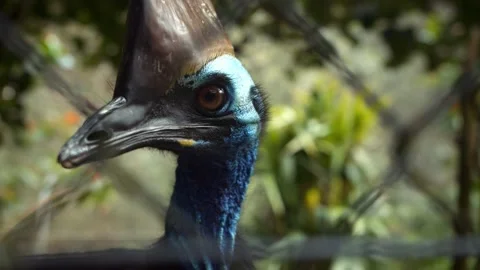 Cassowary Close Up Video stock 155957832