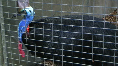 Cassowary Stock Footage 332254