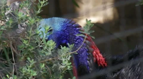 Cassowary Stock Footage 10880540