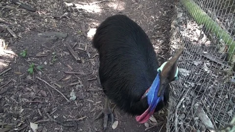 Cassowary Stock Footage 75532190