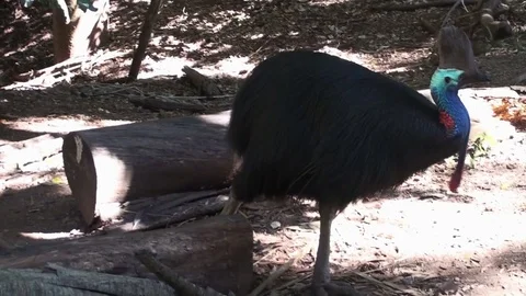 Cassowary Stock Footage 75538430