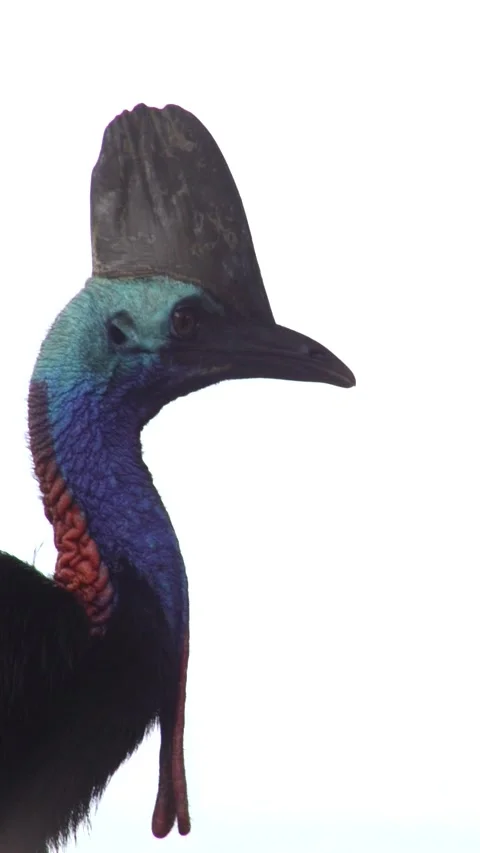 Cassowary Video stock 234248122
