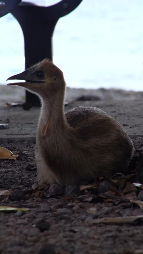 Cassowary Video stock 234248249