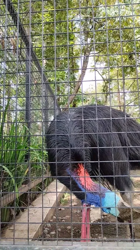 Cassowary Stock Footage 291255699