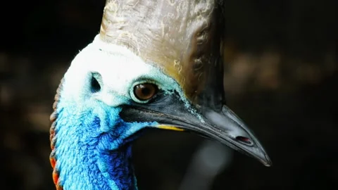 Cassowary head close up Stock Footage 132375133