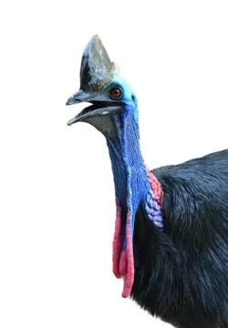 Cassowary head isolated Foto stock