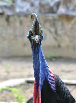 Cassowary head 스톡 사진
