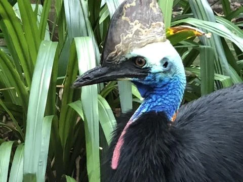 Cassowary head in profile Stock Photos