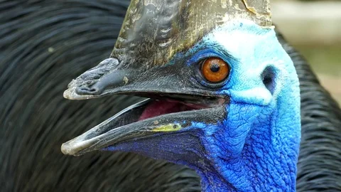 Cassowary is the largest bird Stock Footage 73236318