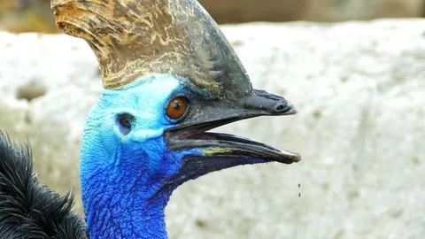 Cassowary is the largest bird Stock Footage 73277766