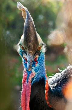 Cassowary Foto stock