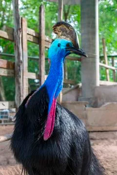 Cassowary. Stock Photos