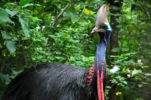 Cassowary Stock Photos