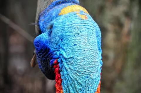 Cassowary Stock Photos