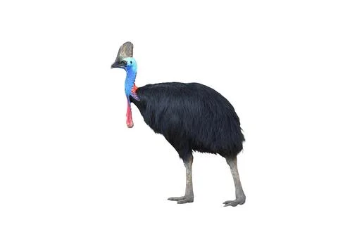 Cassowary Stock Photos