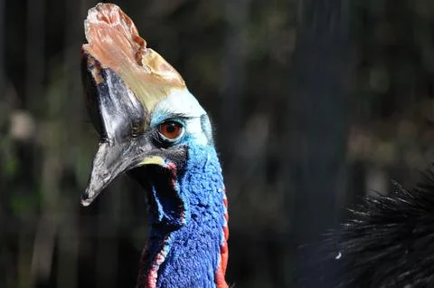 Cassowary Stock Photos