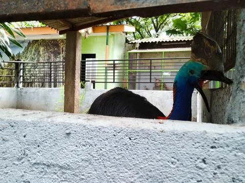 Cassowary Stock Photos