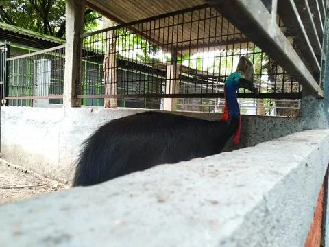 Cassowary Foto stock