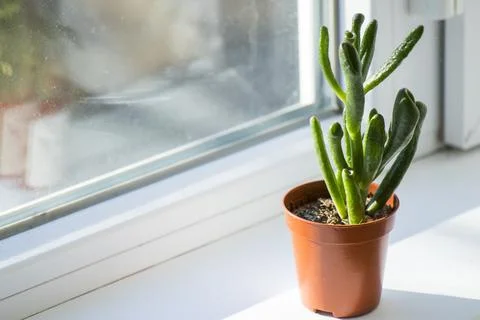 Cassula Ovata succulent, money tree close-up Stock Photos