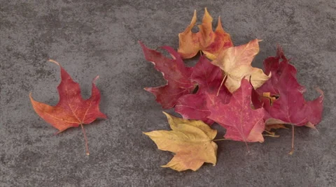 Cast away leaf Stock Footage 890550