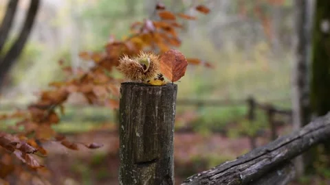 CASTAGNA Stock Footage 167495934