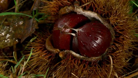 Castañas - Castanea sativa Stock Footage 150890663