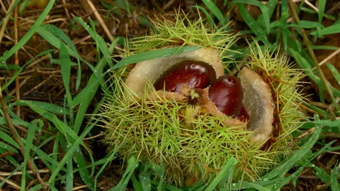 Castañas Stock Footage 150574190