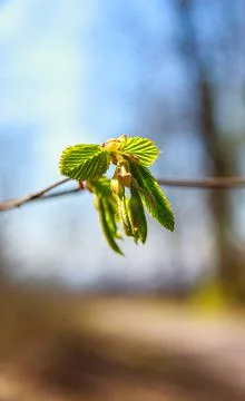 The Castanea sativa in a spring time Stock Photos