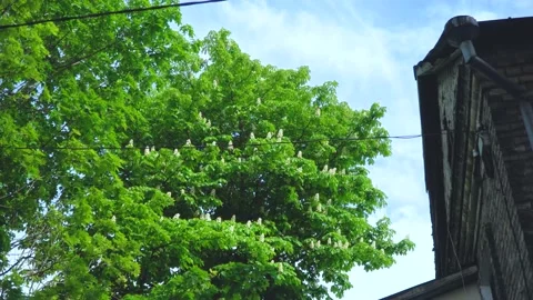 Castanest tree in windy day Stock Footage 131398554