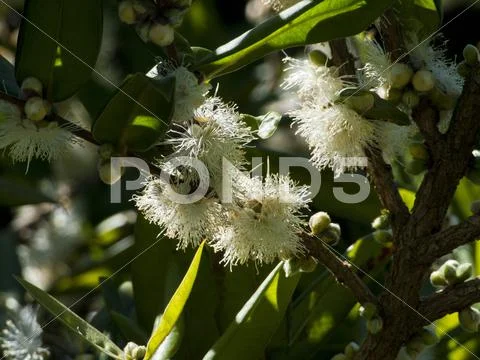 Castanha -portuguesa - castanea sativa - blossom Stock Photos