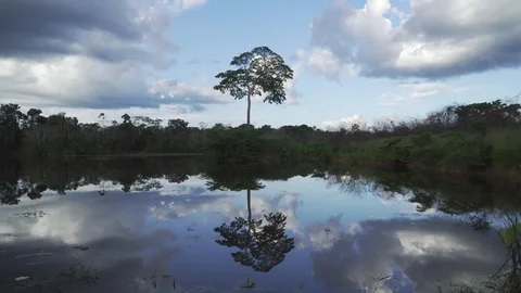 Castanheira Stock Footage 126362453