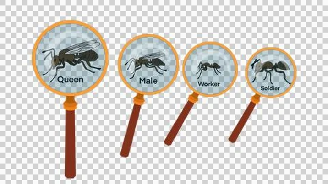 Caste systems in ant societies, Type of ants. Social structure Stock Illustration