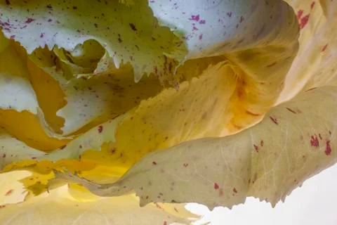 Castelfranco chicory lightbrushed Stock Photos