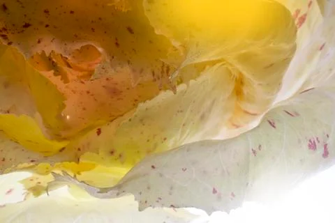 Castelfranco chicory lightbrushed Stock Photos