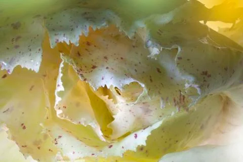 Castelfranco chicory lightbrushed Stock Photos