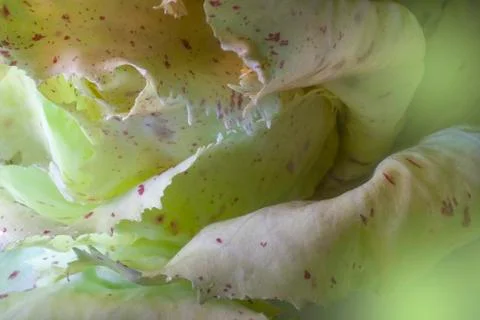 Castelfranco chicory lightbrushed Stock Photos