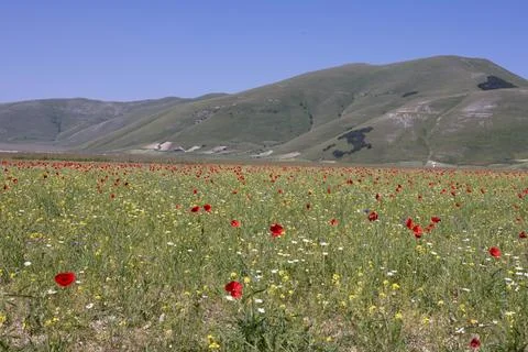 Castelluccio Stock Photos