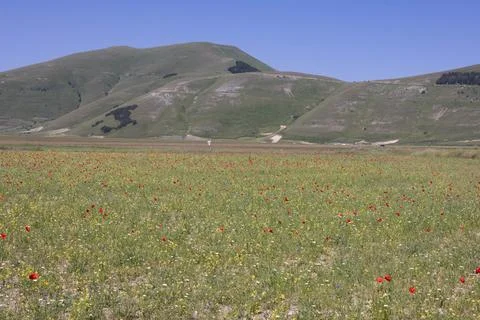 Castelluccio Stock Photos