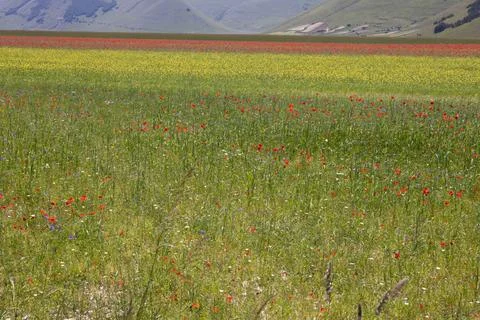 Castelluccio Stock Photos