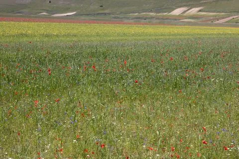 Castelluccio Stock Photos