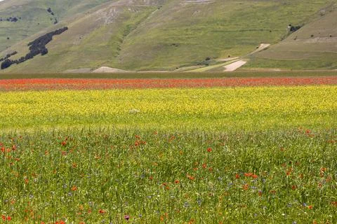 Castelluccio Stock Photos