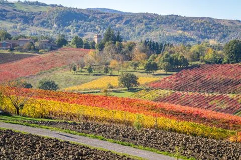 Castelvetro, Modena, Emilia Romagna, Italy. Sunset over the vineyards Photos