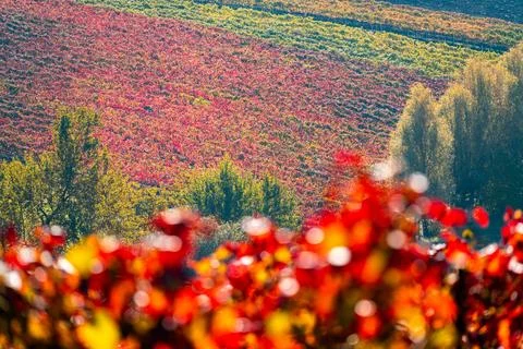 Castelvetro, Modena, Emilia Romagna, Italy. Sunset over the vineyards Photos
