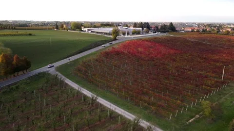 Castelvetro wineyards Stock Footage 220979457