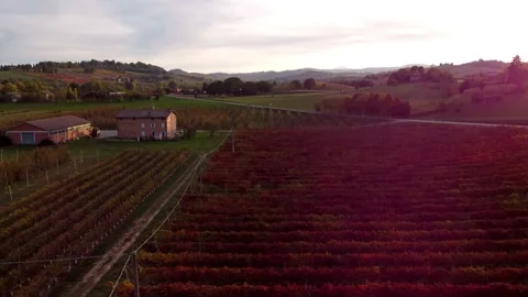 Castelvetro wineyards Stock Footage 220979524